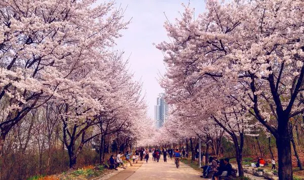 Kirschblueten Seoul