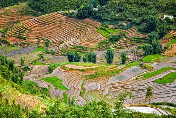 Reisterassen. In der Nähe von Sapa.