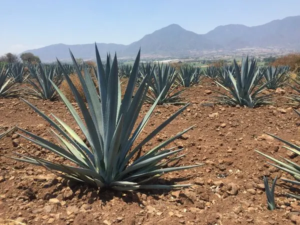 Sembradio de Agave en Ahualulco Jalisco Mexiko