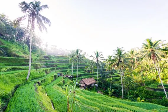 Tegalalang-Reisterrassen in Ubud, Bali
