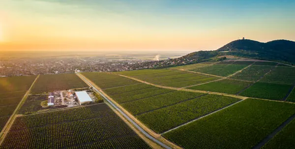 Weinberg Vrsac